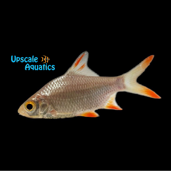 Redtail Tinfoil Barb (Barbonymus altus)