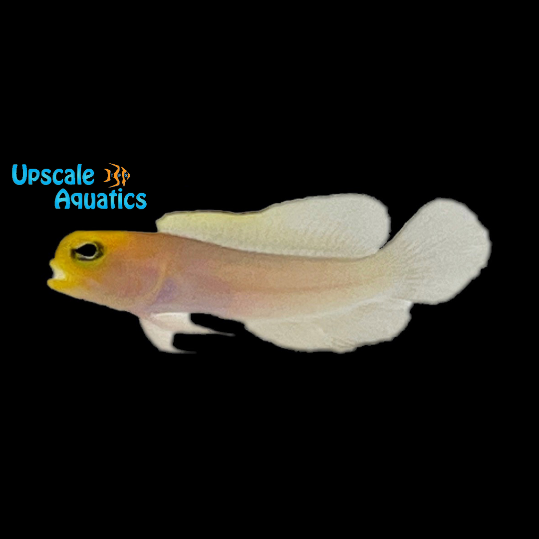 Keys Yellowhead Jawfish (Opistognathus aurifrons)