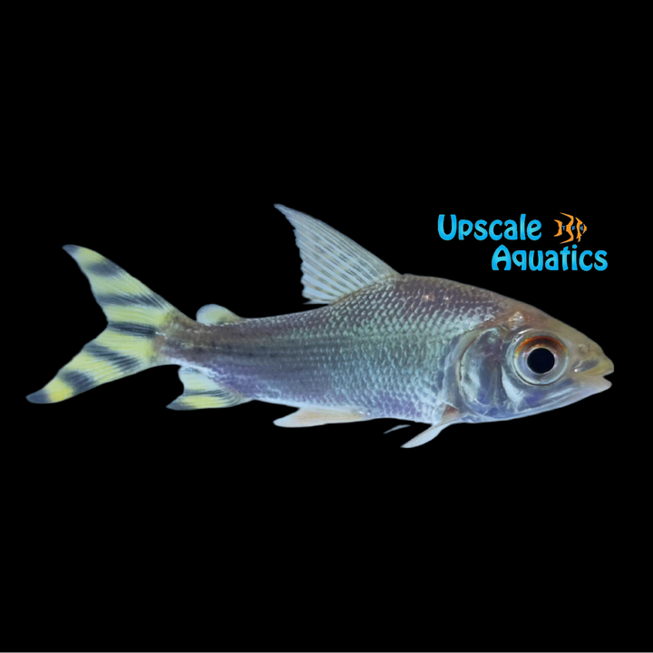 Yellowfin Flagtail Prochilodus (Semaprochilodus kneri)