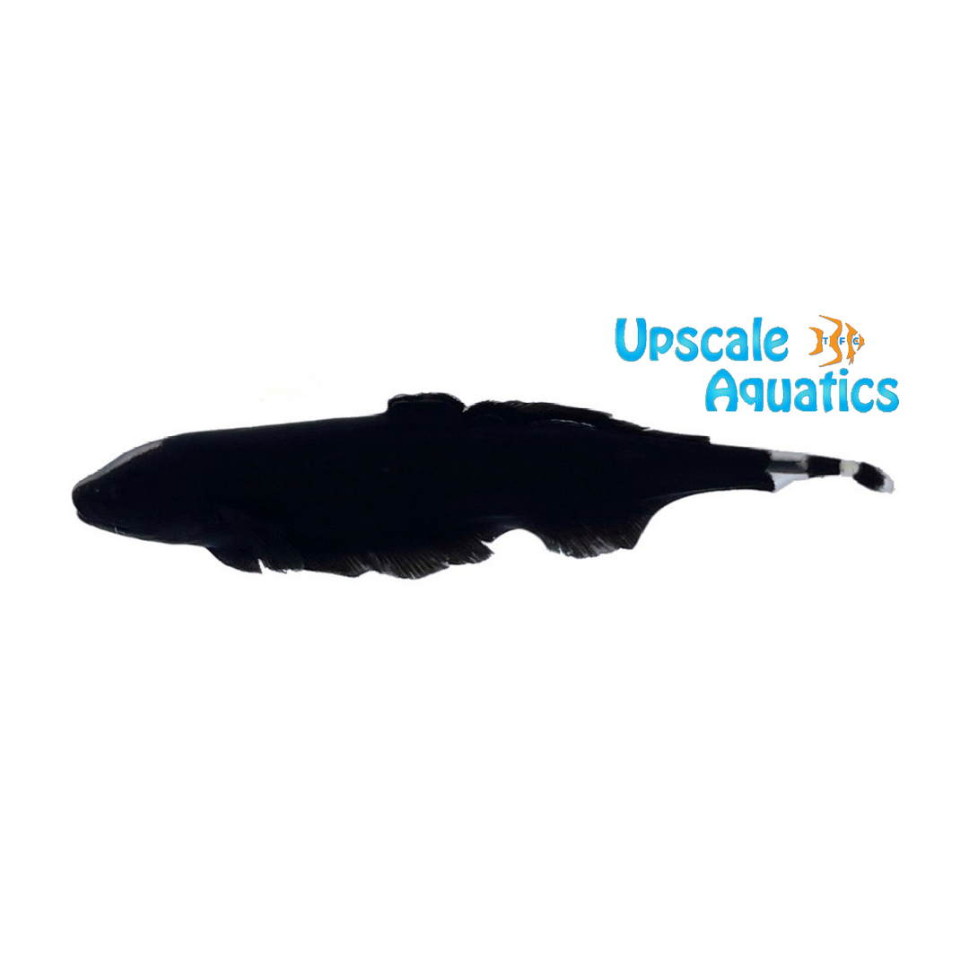 Highfin Black Ghost Knifefish (Apteronotus albifrons highfin)