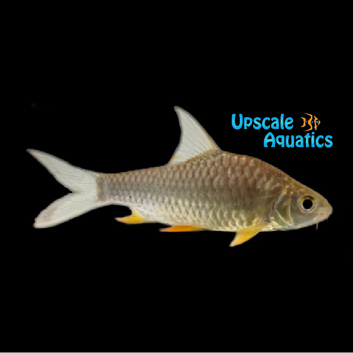 Lemon Fin Barb (Hypsibarbus wetmorei)
