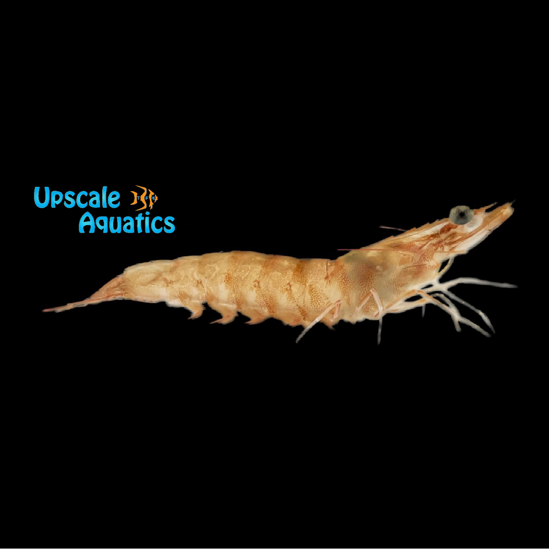 Caribbean Velvet Sand Sifting Shrimp (Metapenaeopsis goodei)