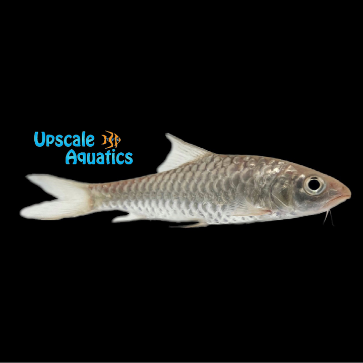 Thai Mahseer (Tor tambroides)