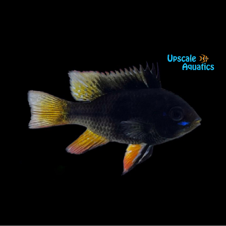 Black German Ram (Mikrogeophagus ramirezi 'German Black')