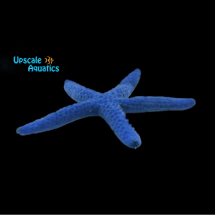 Blue Linckia Starfish (Linckia laevigata)