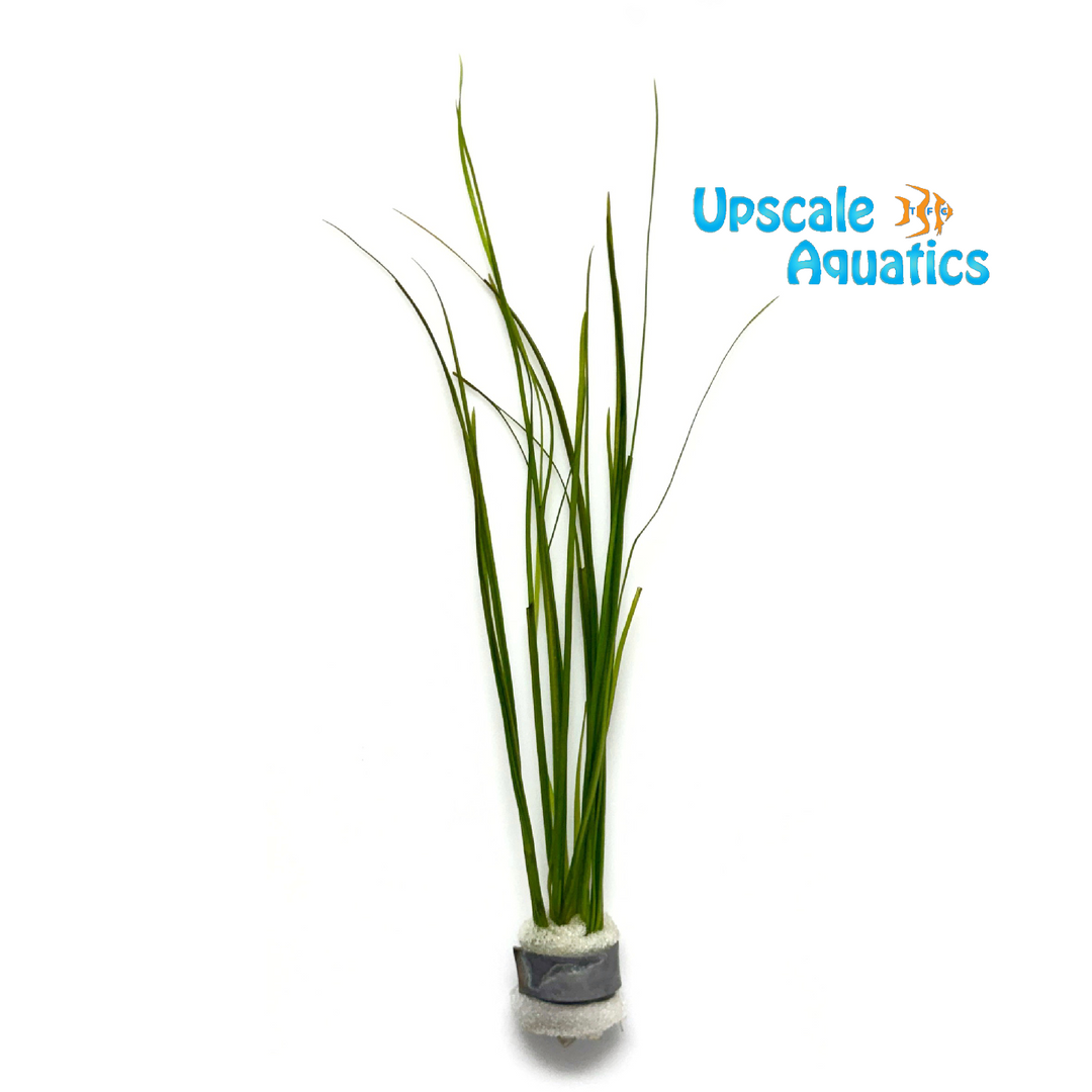 Natans Val (Vallisneria americana var natans)