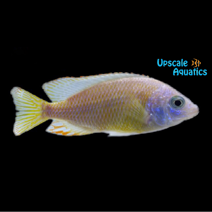 Albino Taiwan Reef (Protomelas sp. 'Steveni Taiwan' albino)