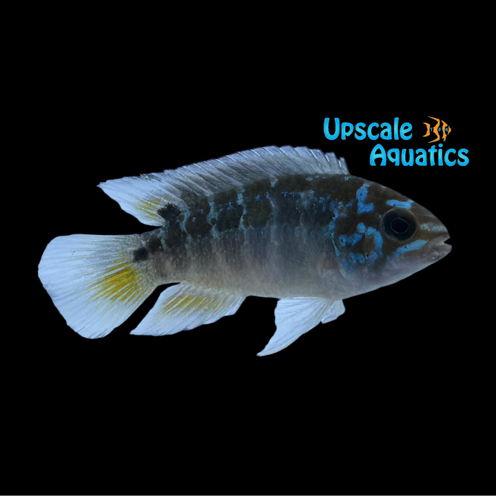 Two Spot Acara Cichlid (Ivanacara bimaculata)