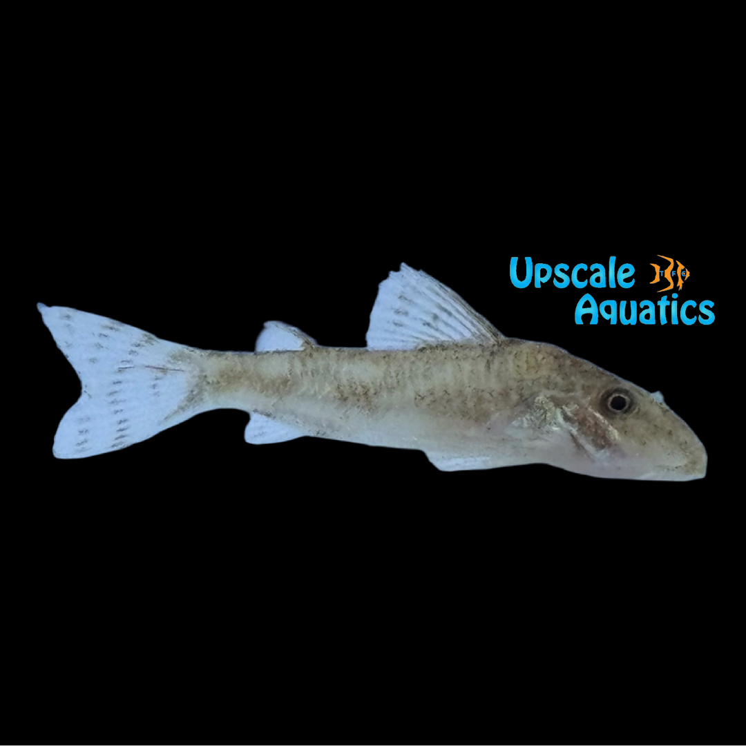 Gold Barbatus Cory (Scleromystax barbatus)