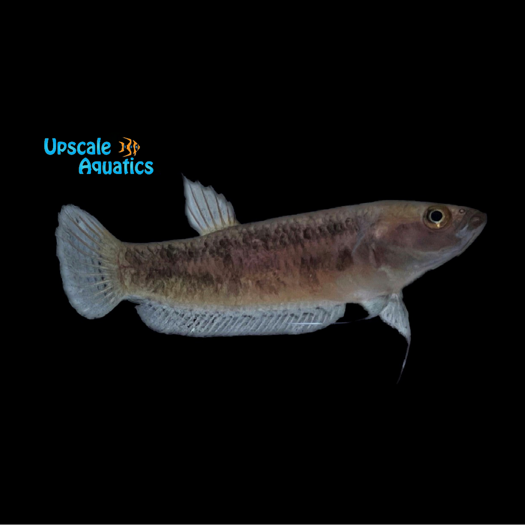 Betta Unimaculata 'Mahakam' - Wild