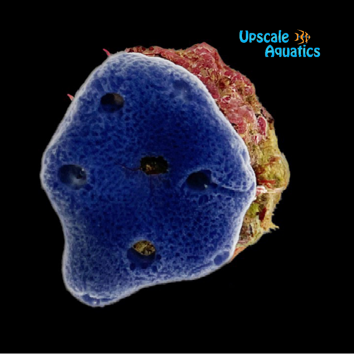Blue Sponge (Haliclona caerulea)