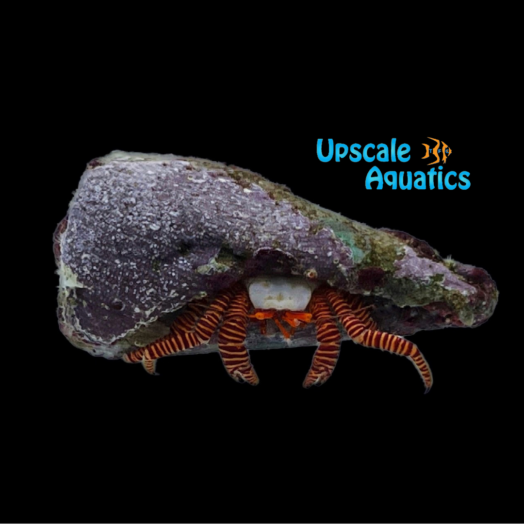 Halloween Hermit Crab (Ciliopagurus strigatus)