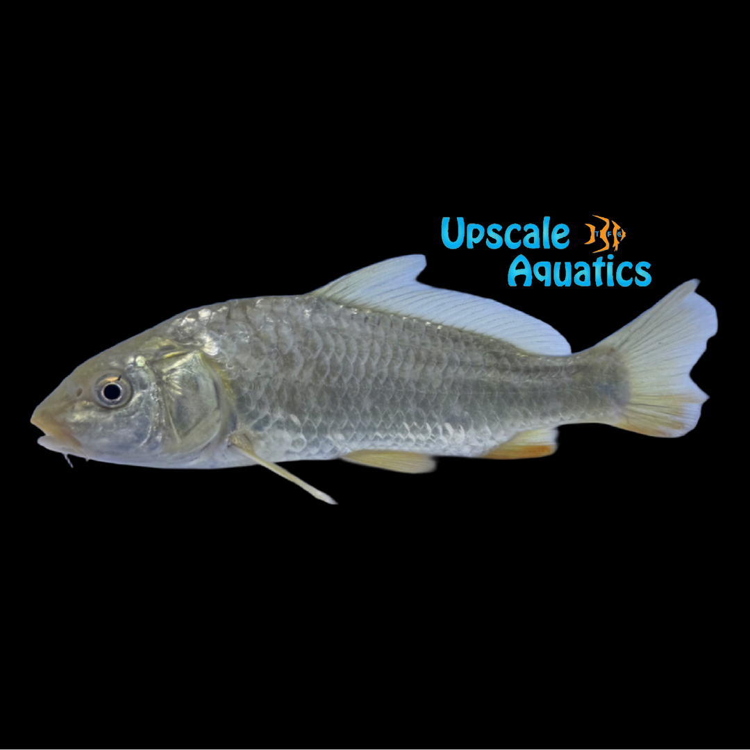 Common Carp (Cyprinus carpio)