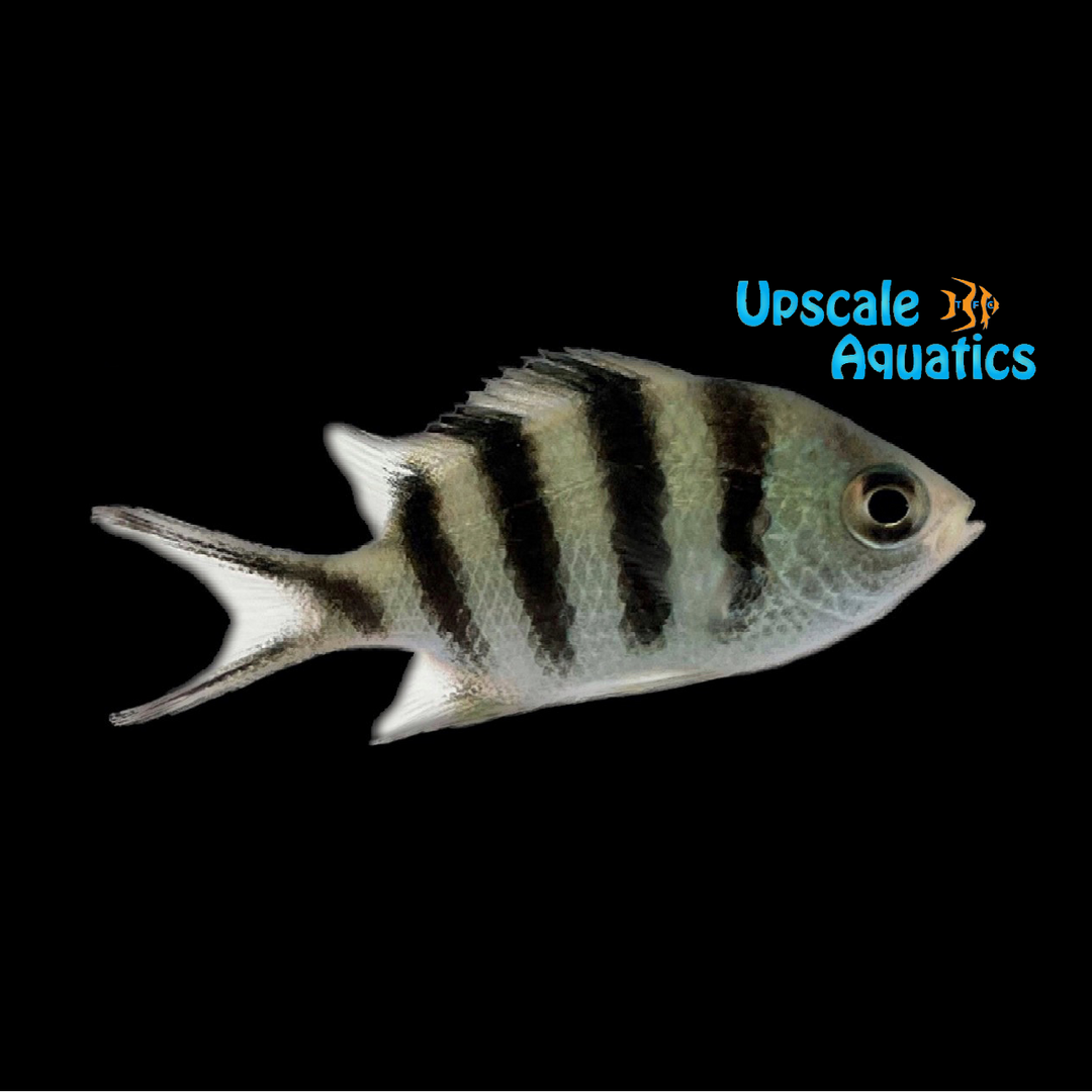 Indo-Pacific Sergeant Major Damsel (Abudefduf vaigiensis)