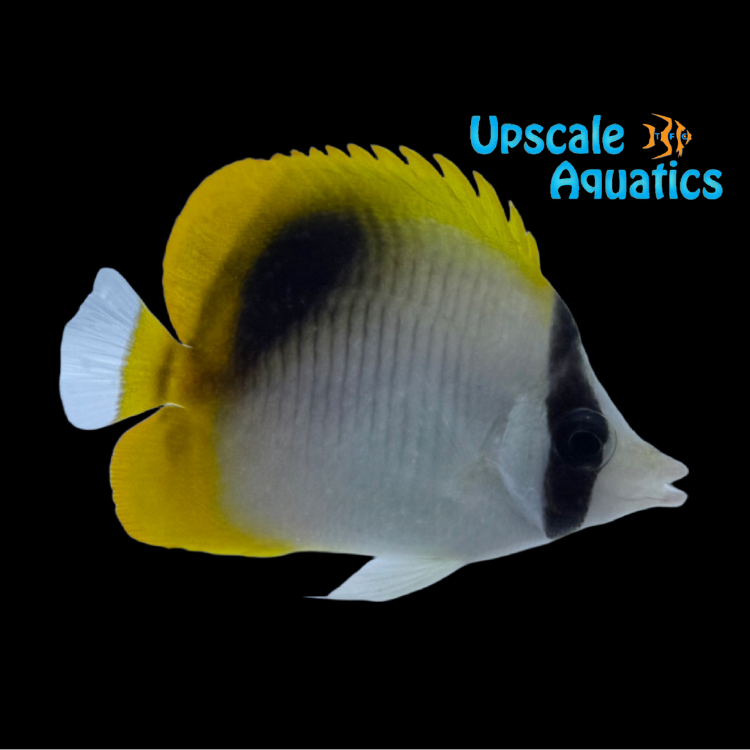 Lined Butterflyfish (Chaetodon lineolatus)