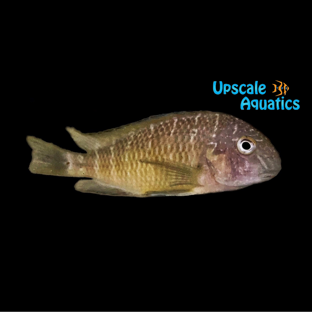 Izinga Island Tropheus - Wild (Tropheus moorii 'Izinga Island)