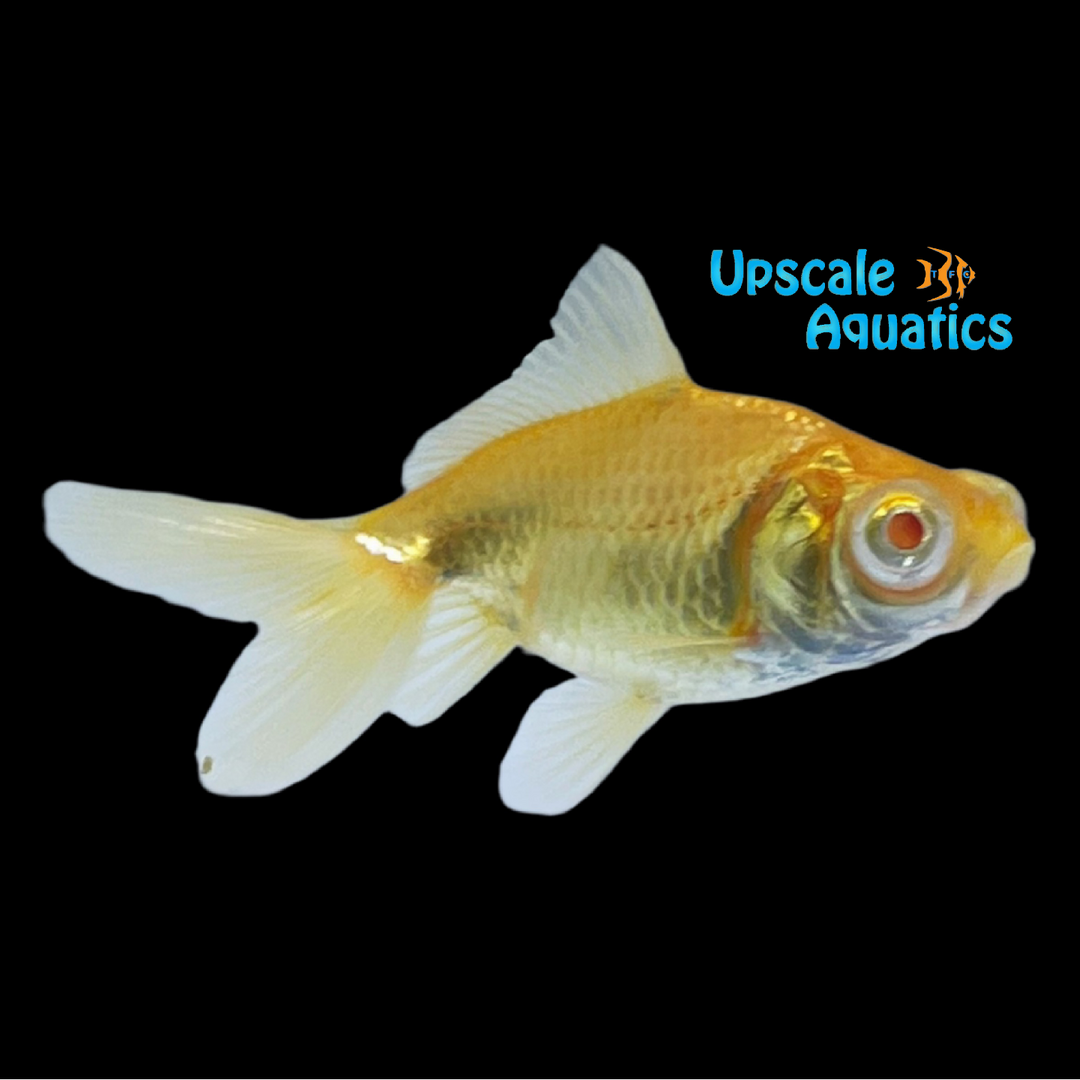 Albino Champagne Moor Goldfish (Carassius auratus)