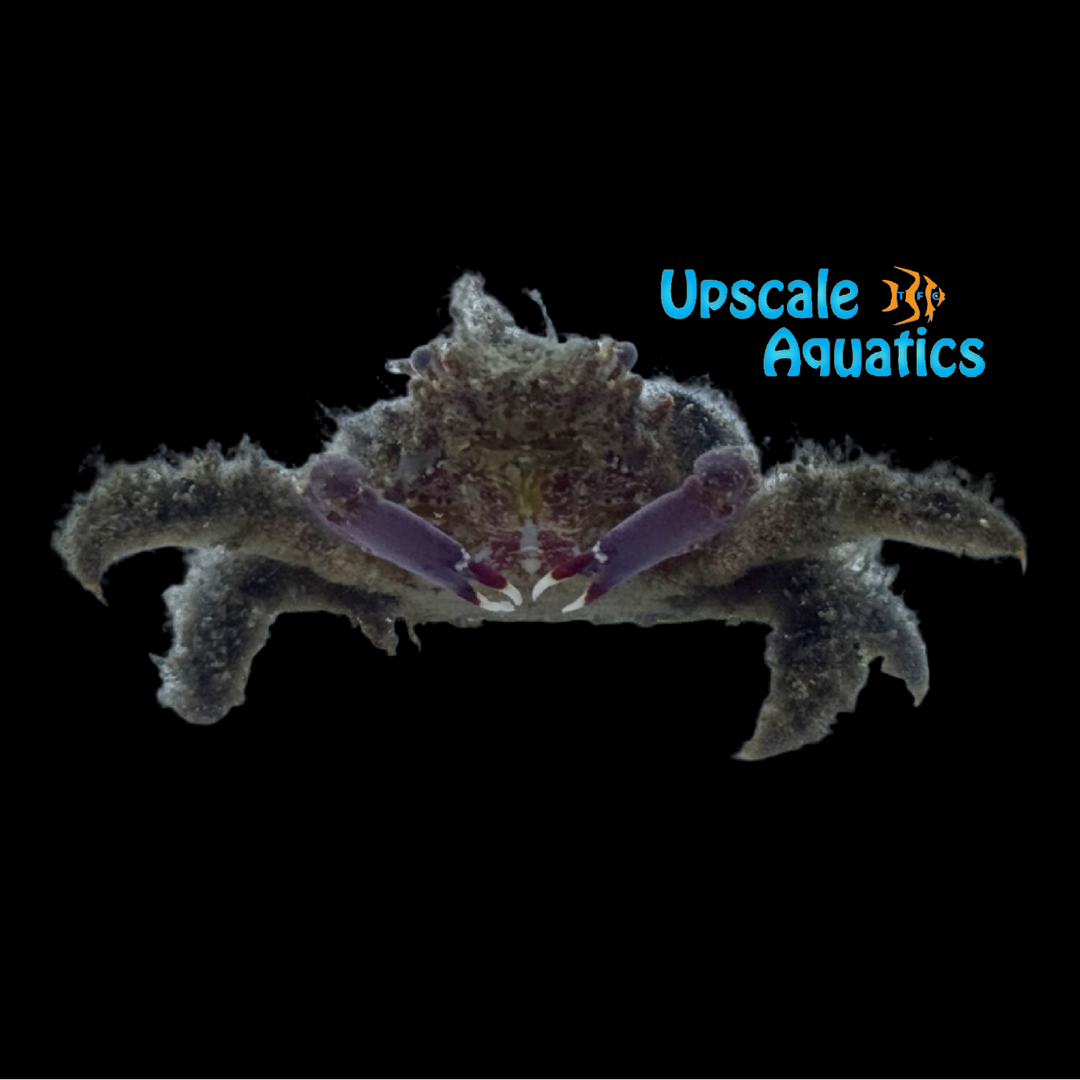 Purple Claw Decorator Crab (Microphrys sp.)