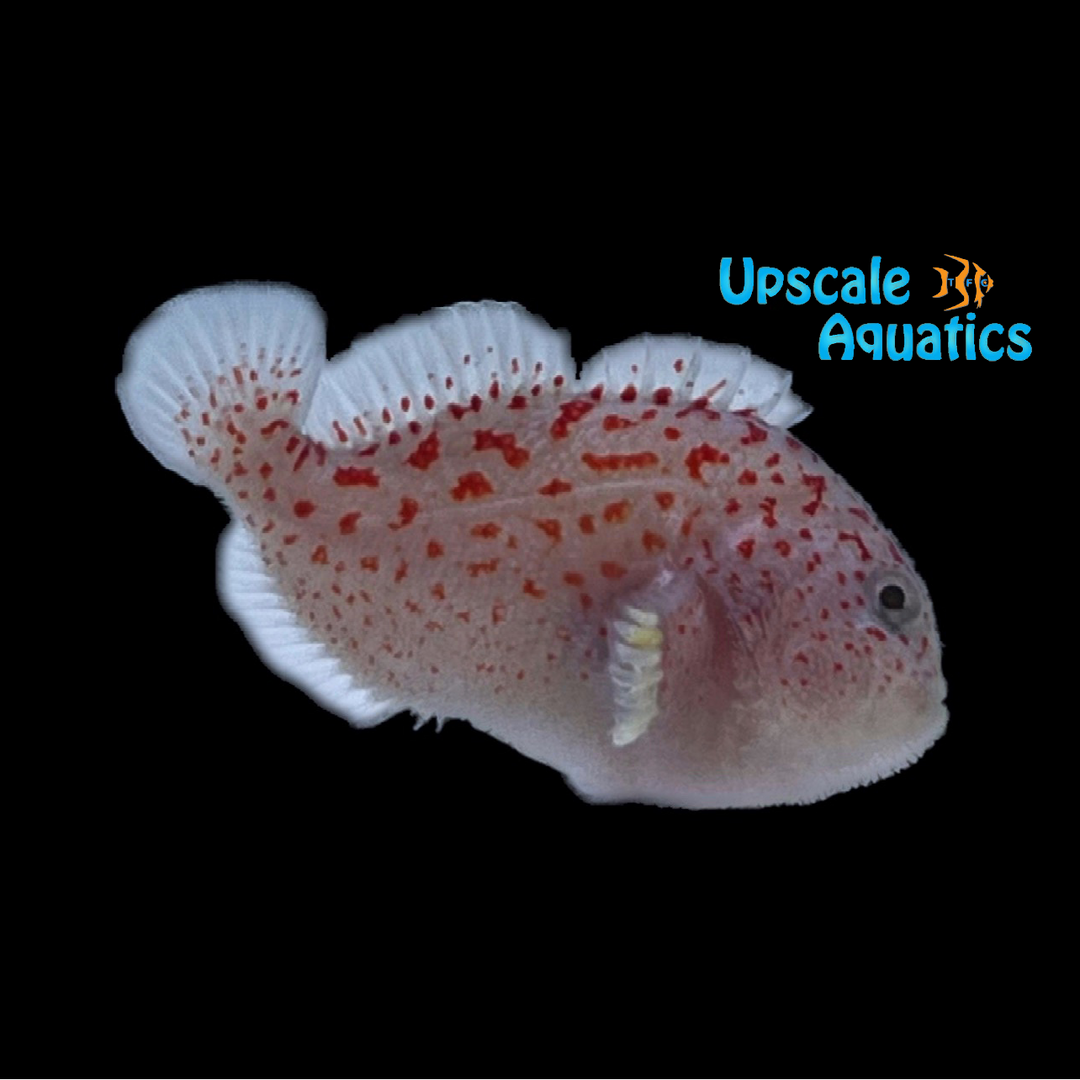 Madagascar Spotted Gumdrop Coral Croucher (Caracanthus madagascariensis)