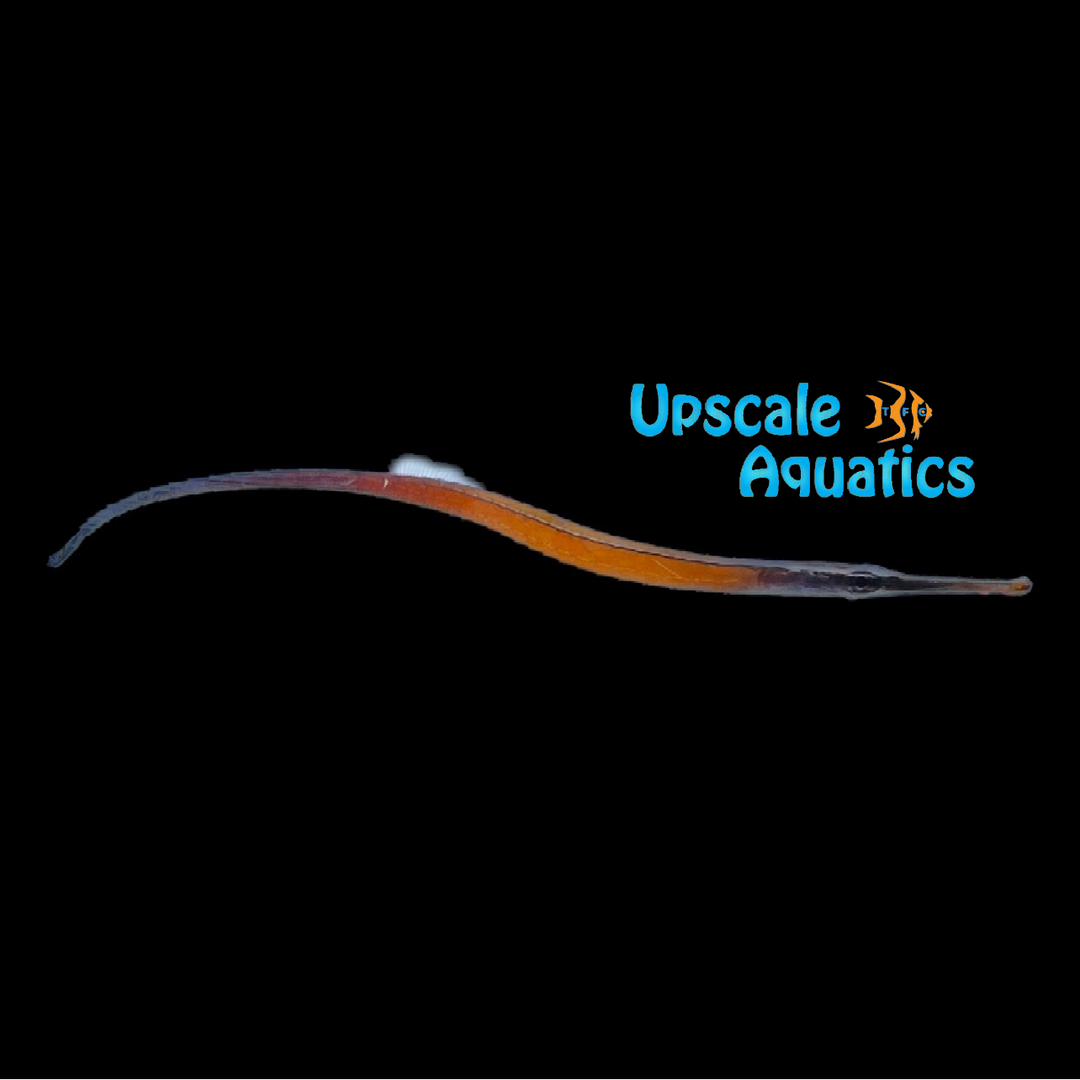 Janss' Pipefish (Doryrhamphus janssi)