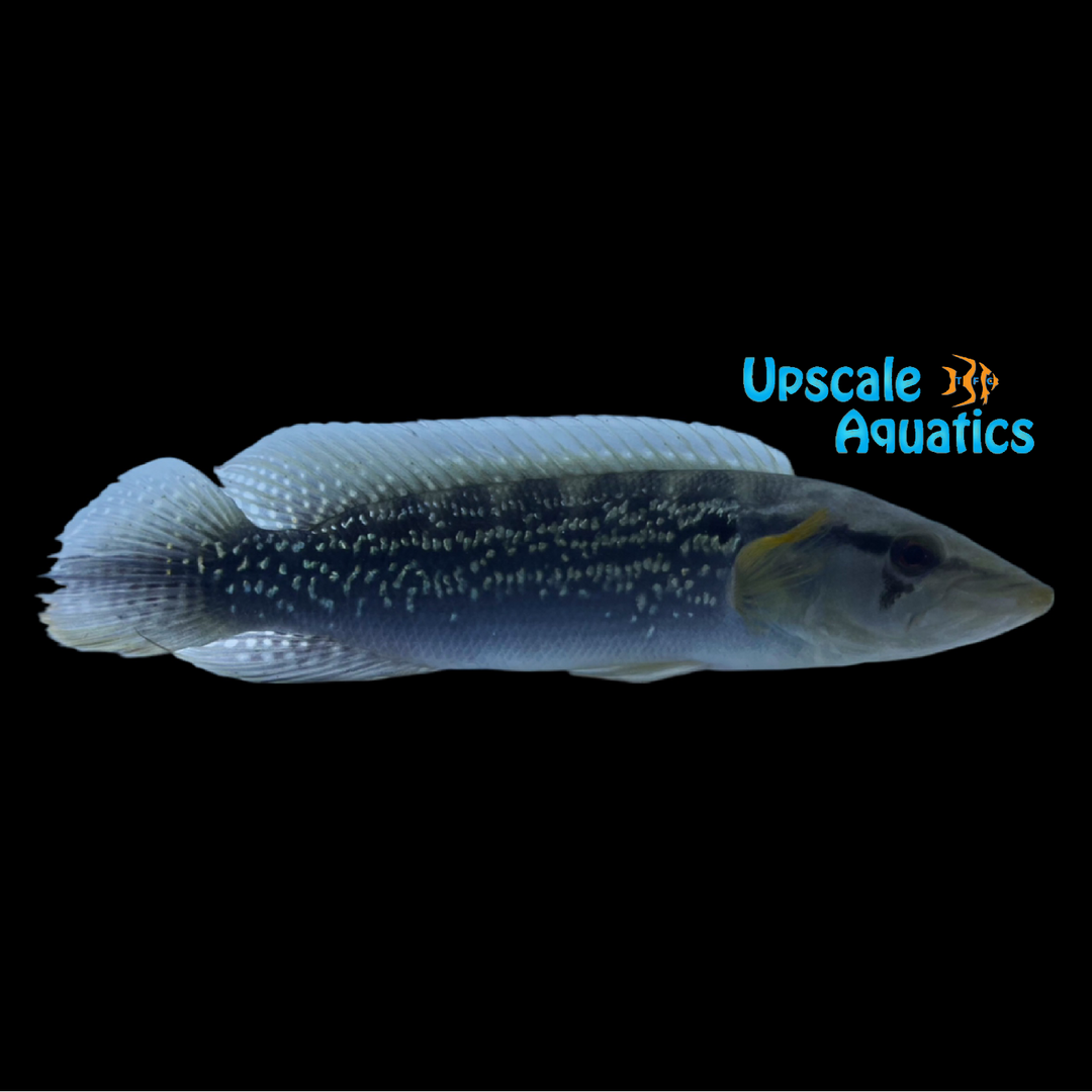 White Spotted Pike Cichlid (Crenicichla albopunctata 'Demerara')