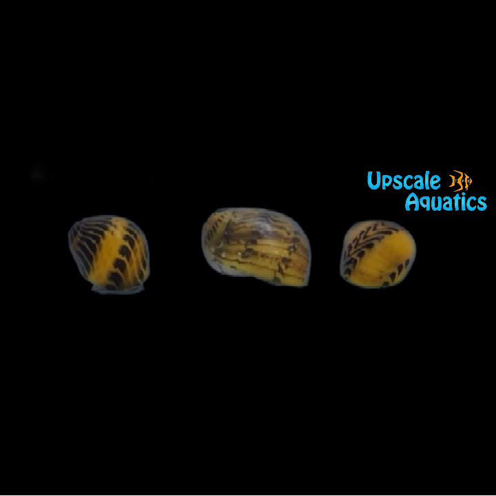 Gold Racer Nerite Snail (Vittina waigiensis)