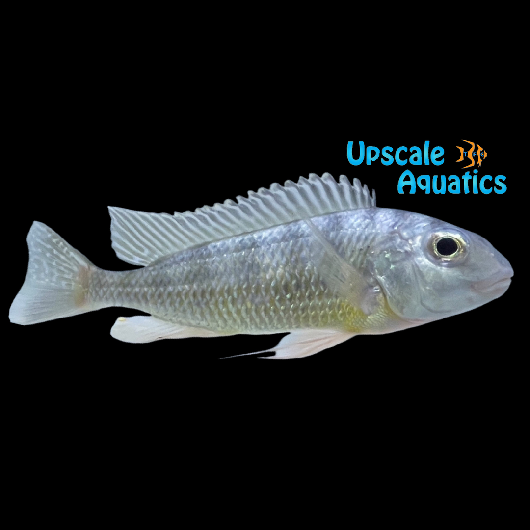 Limnotilapia Dardennii