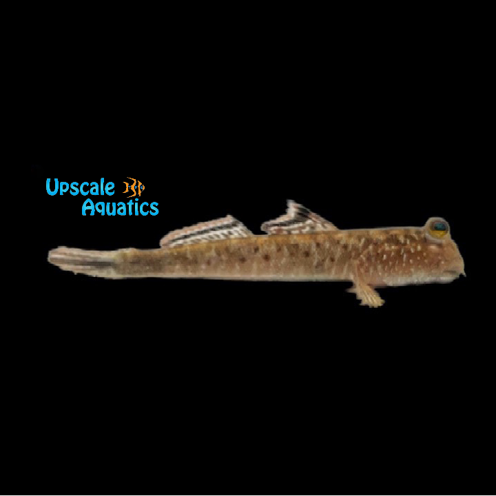 Barred Mudskipper (Periophthalmus argentilineatus)