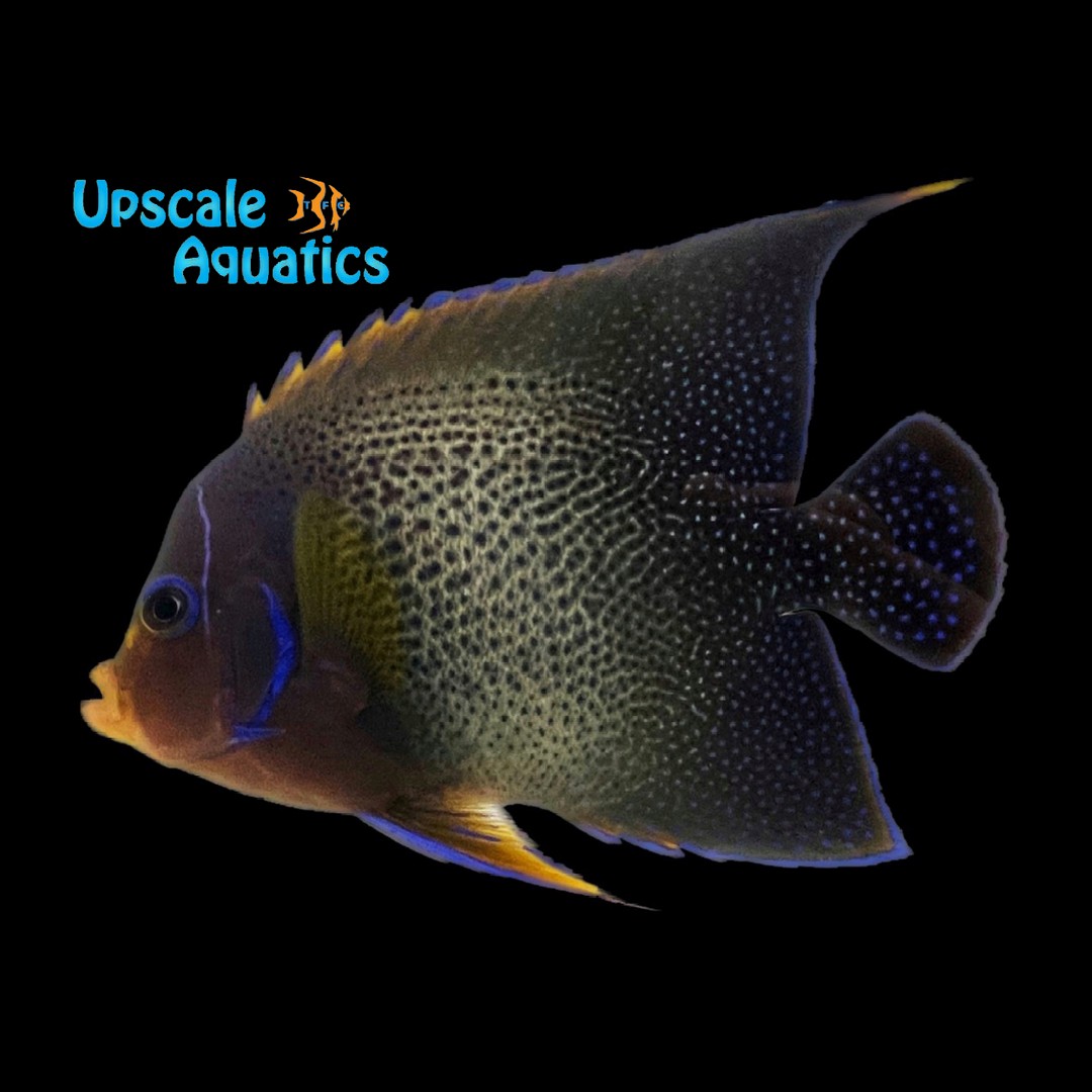 Koran Angelfish - Adult (Pomacanthus semicirculatus)
