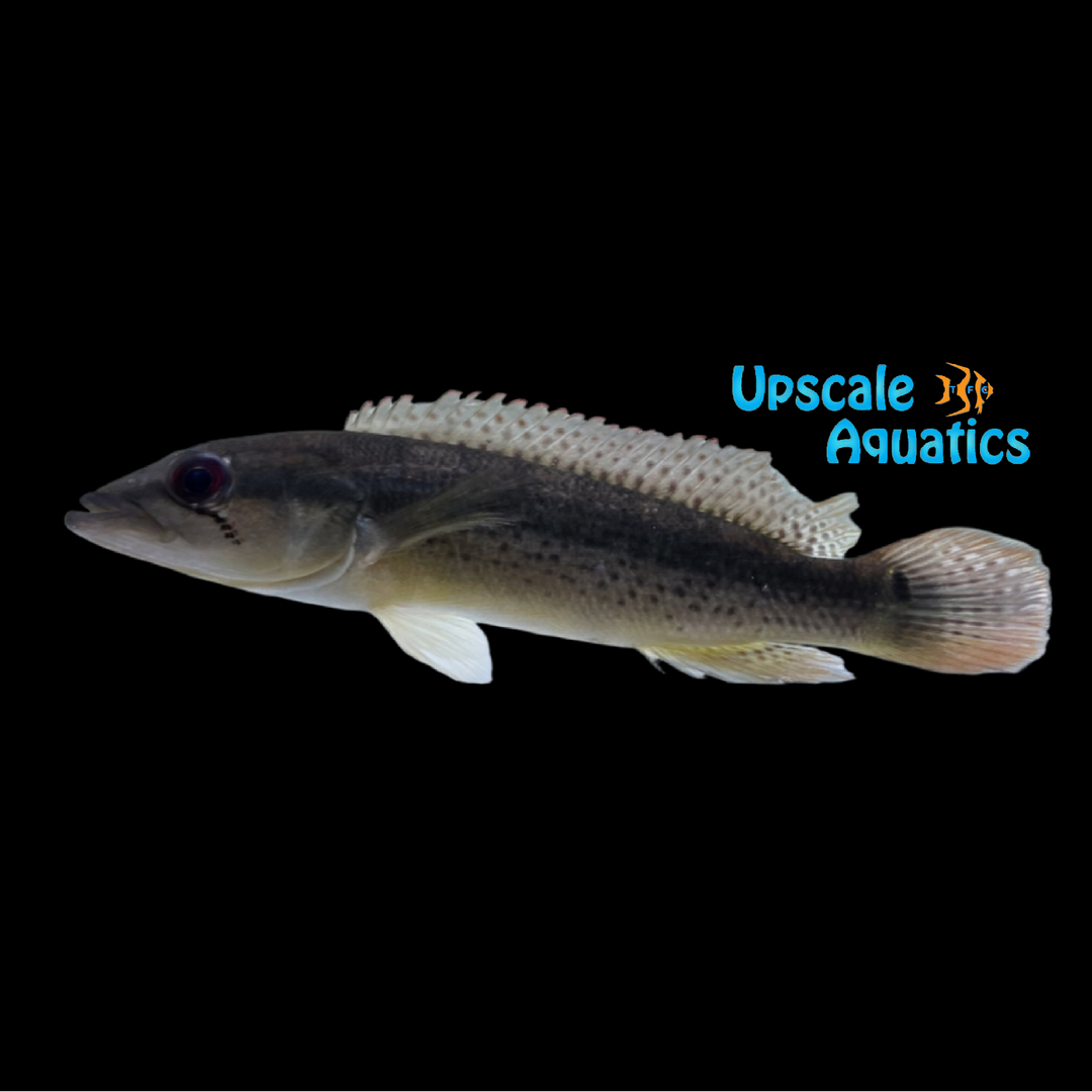 Yaha Pike Cichlid (Crenicichla yaha)