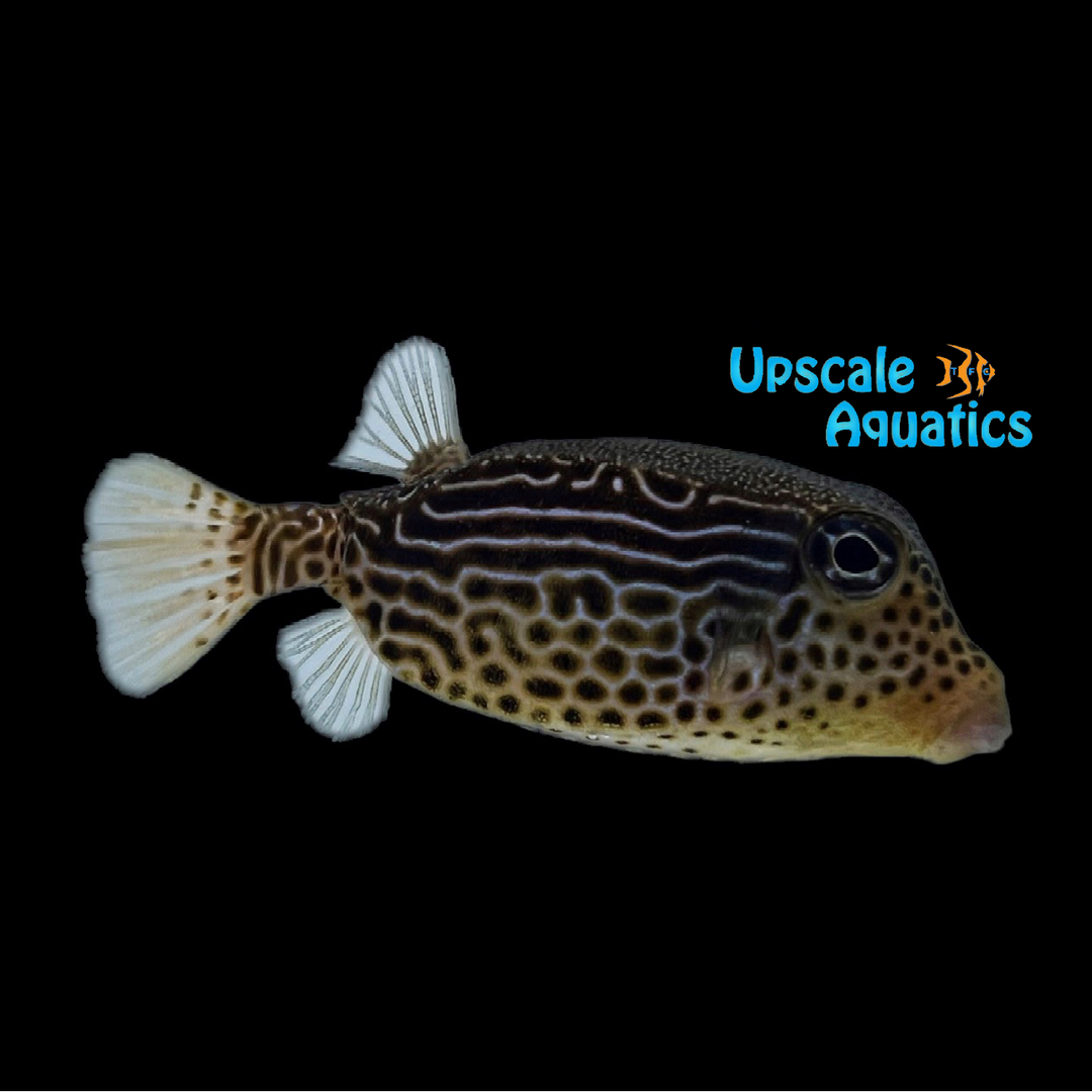 Scribbled Boxfish - Female (Ostracion solorensis