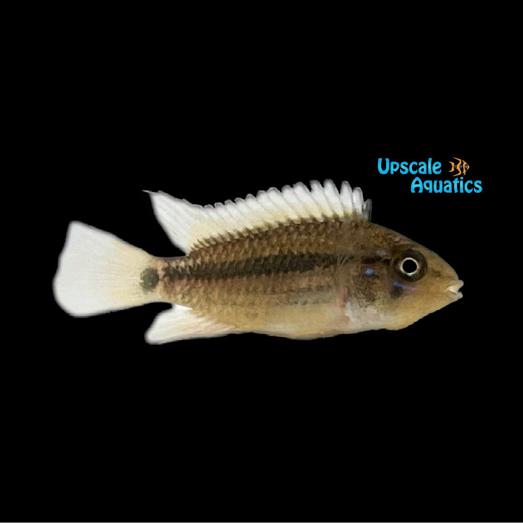 Apisto. Ortegai 'Pebas' (Apistogramma sp. ortegai 'Pebas')