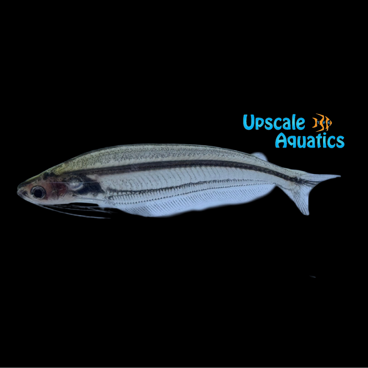 African Glass Catfish (Parailia pellucida)