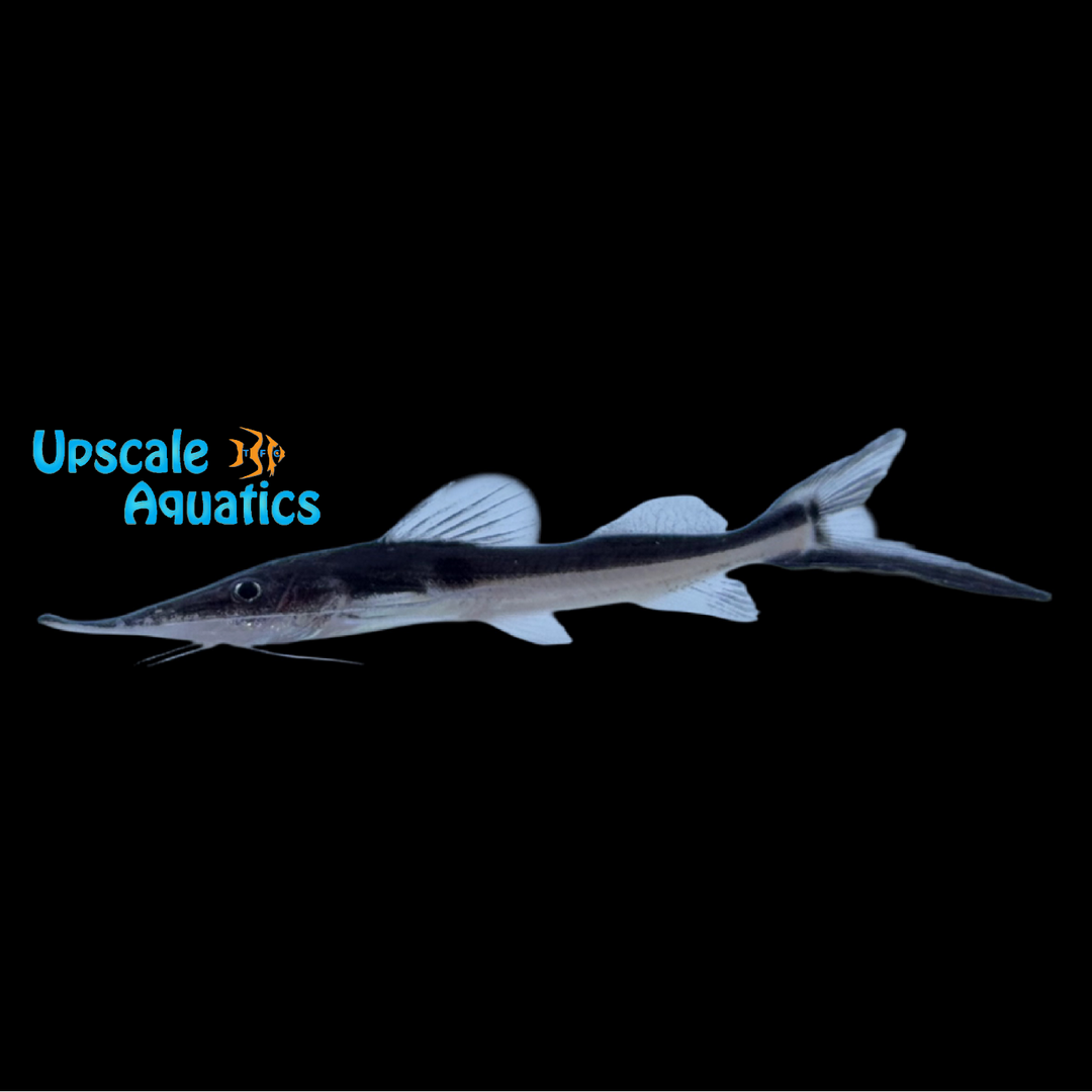 Sturgeon Catfish (Platystomatichthys sturio)