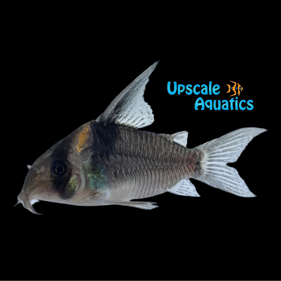 Colossus Cory (Hoplisoma colossus CW045)