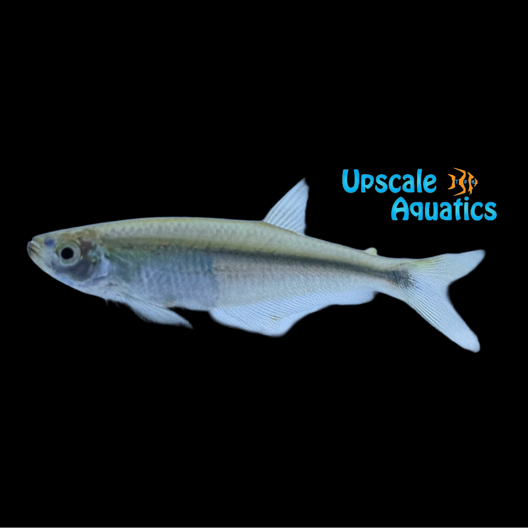 Platinum Tetra (Gephyrocharax atracaudatus)