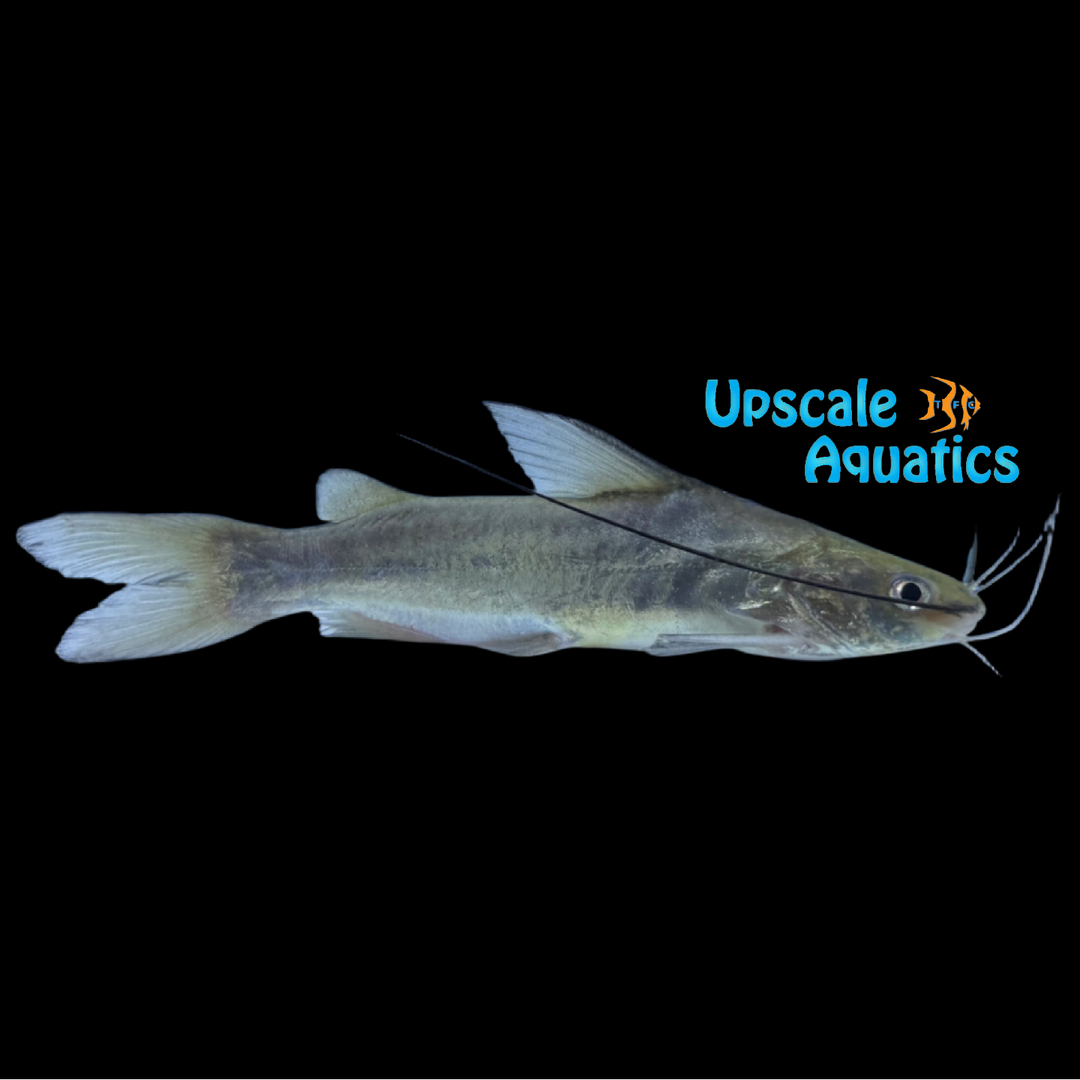 Wolff's Catfish (Mystus wolffi)