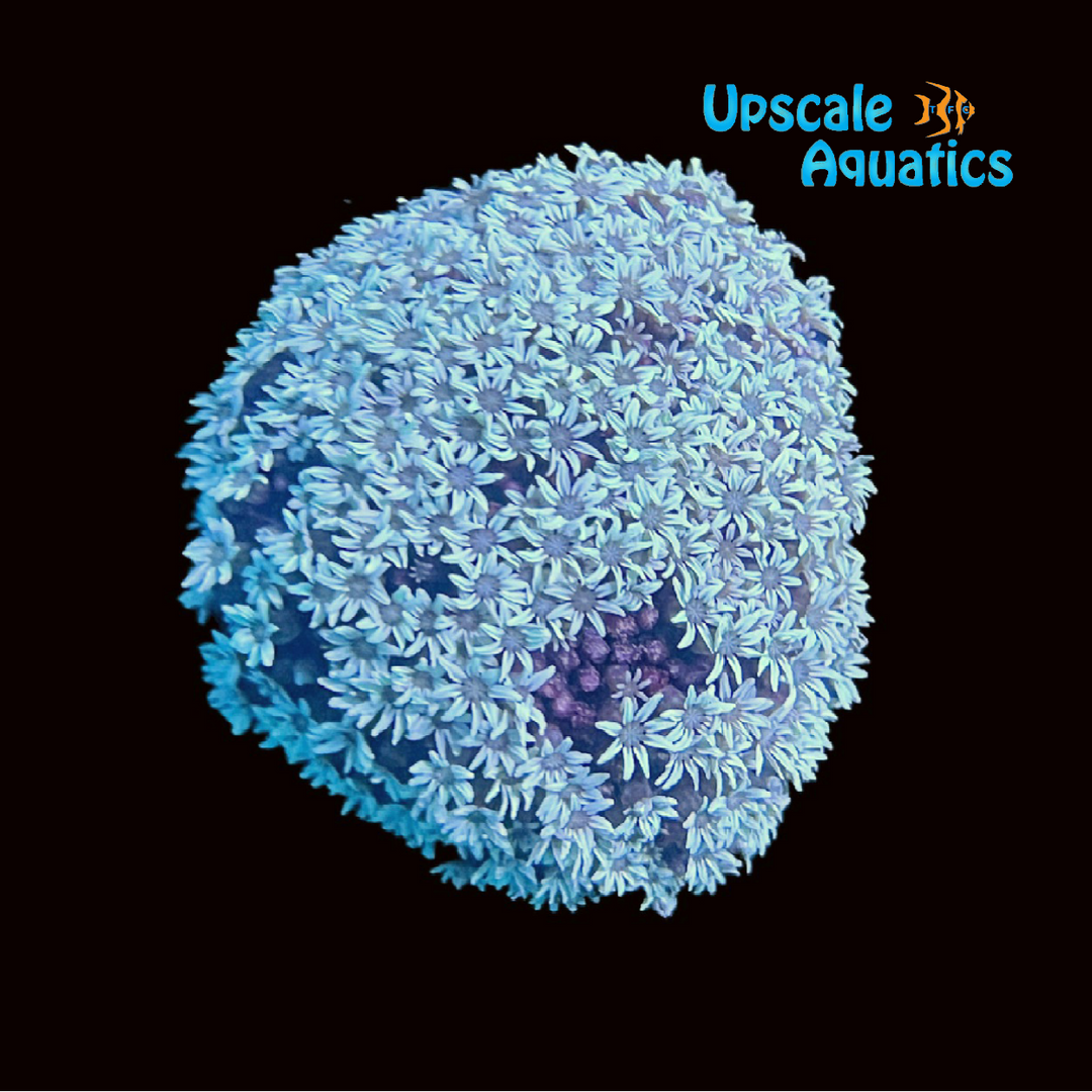 White Pipe Organ Coral (Tubipora musica)