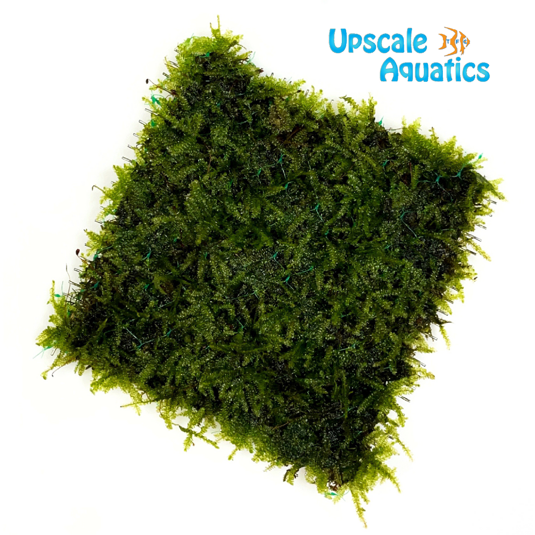 Mini Christmas Moss (Vesicularia montagnei mini)