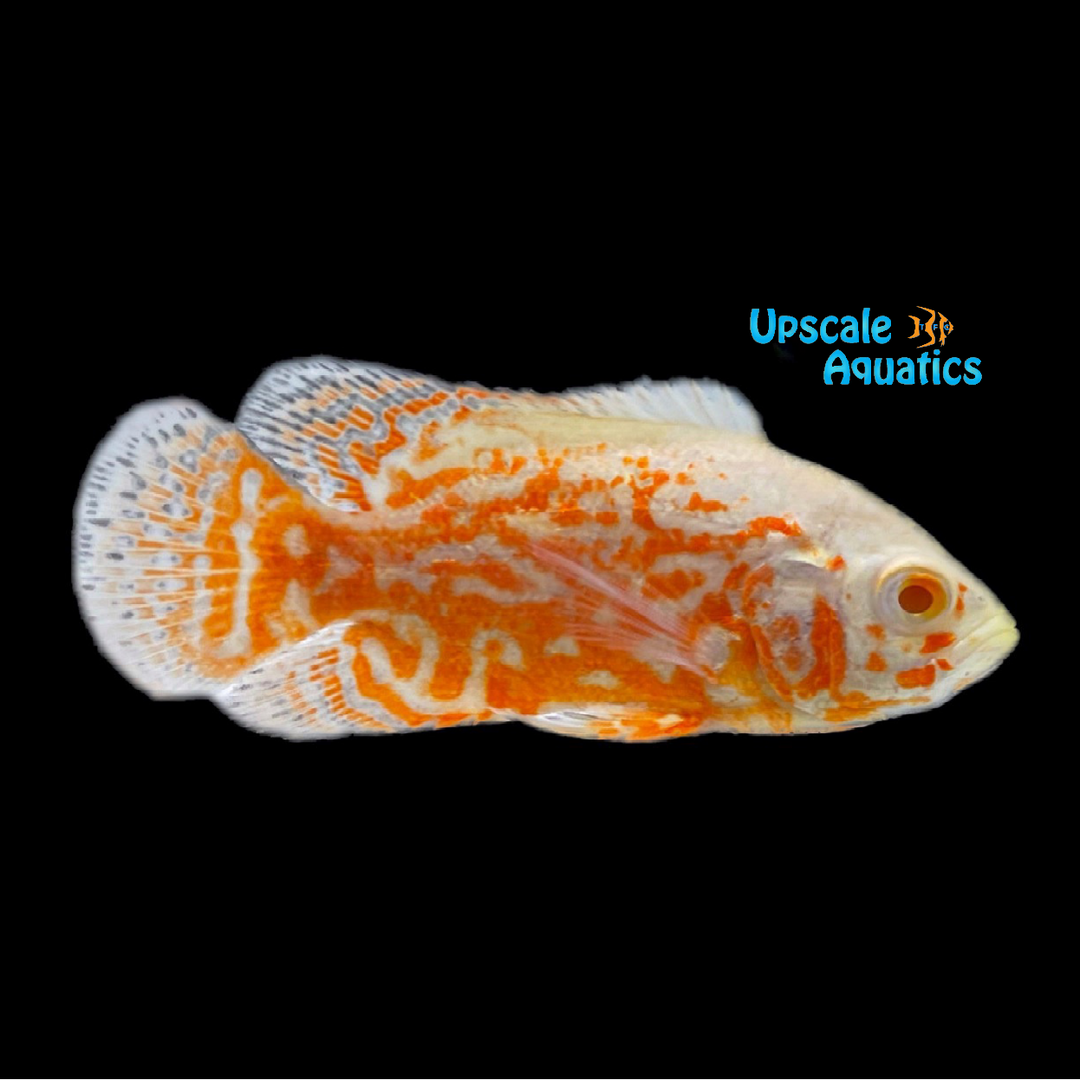 Albino Ruby Oscar (Astronotus ocellatus)