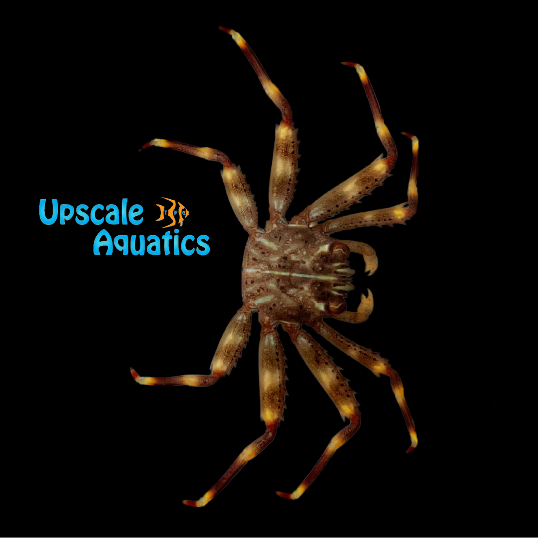 Sally Lightfoot Crab (Percnon gibbesi)