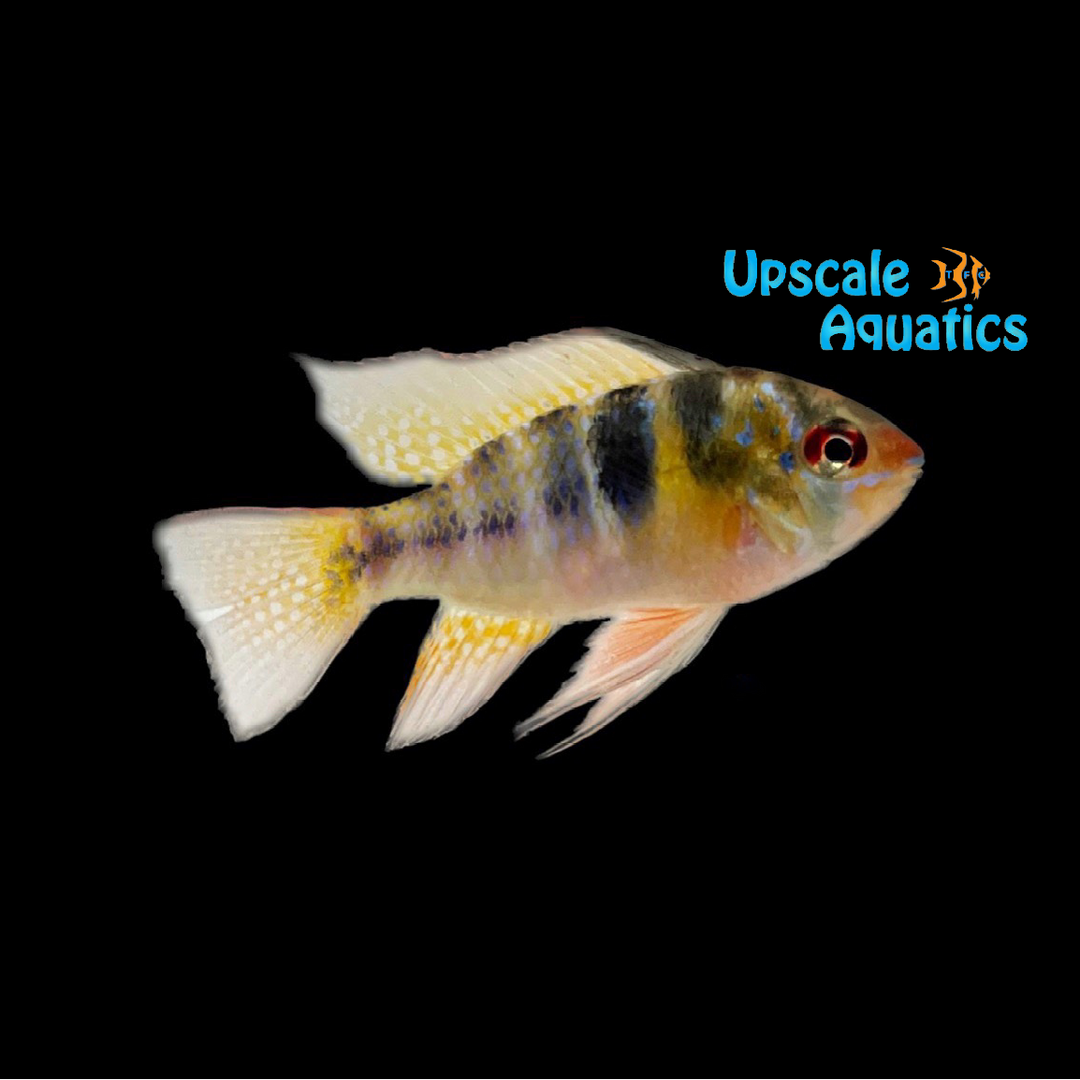 Holland Ram (Mikrogeophagus ramirezi)
