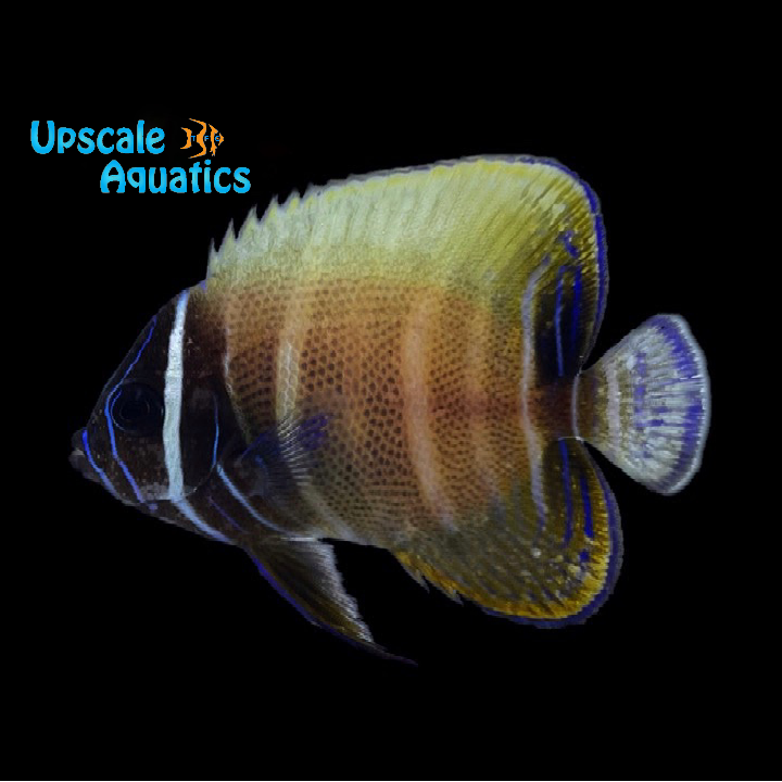 Six Bar Angelfish - Transitioning (Pomacanthus sexstriatus)