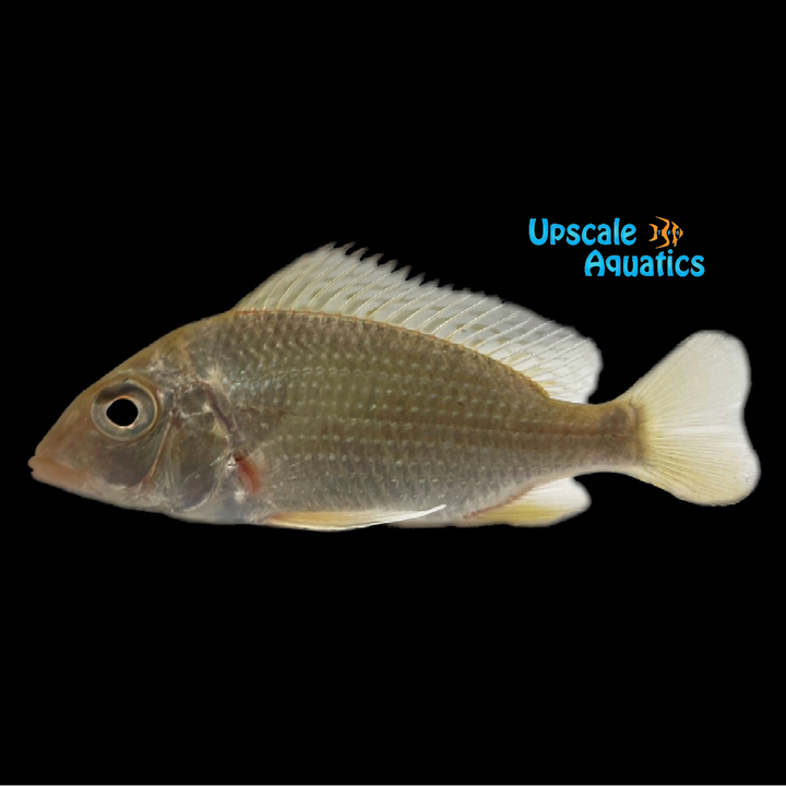 African Eartheater (Tylochromis lateralis)