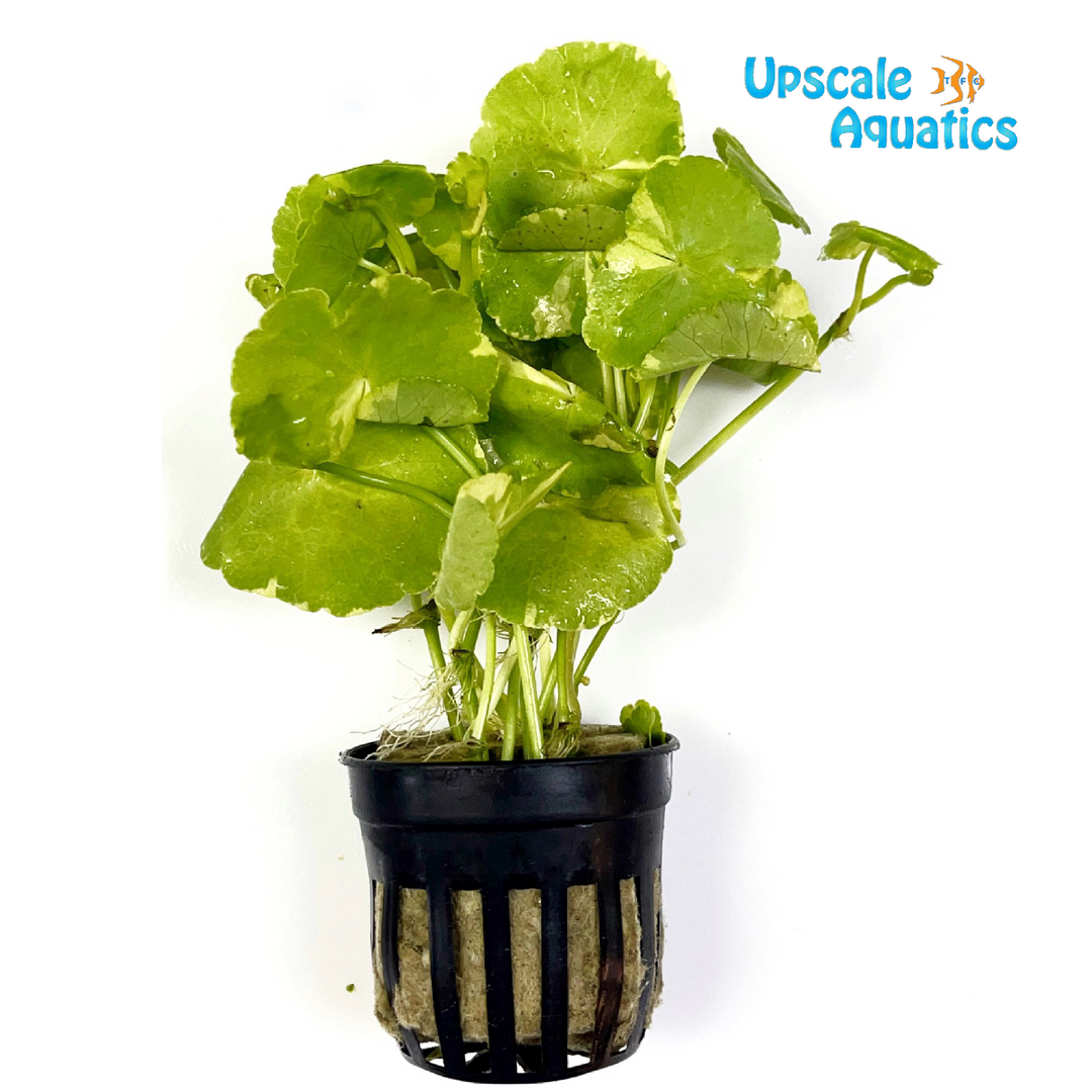 Variegated Brazilian Pennywort (Hydrocotyle leucocephala variegatus)