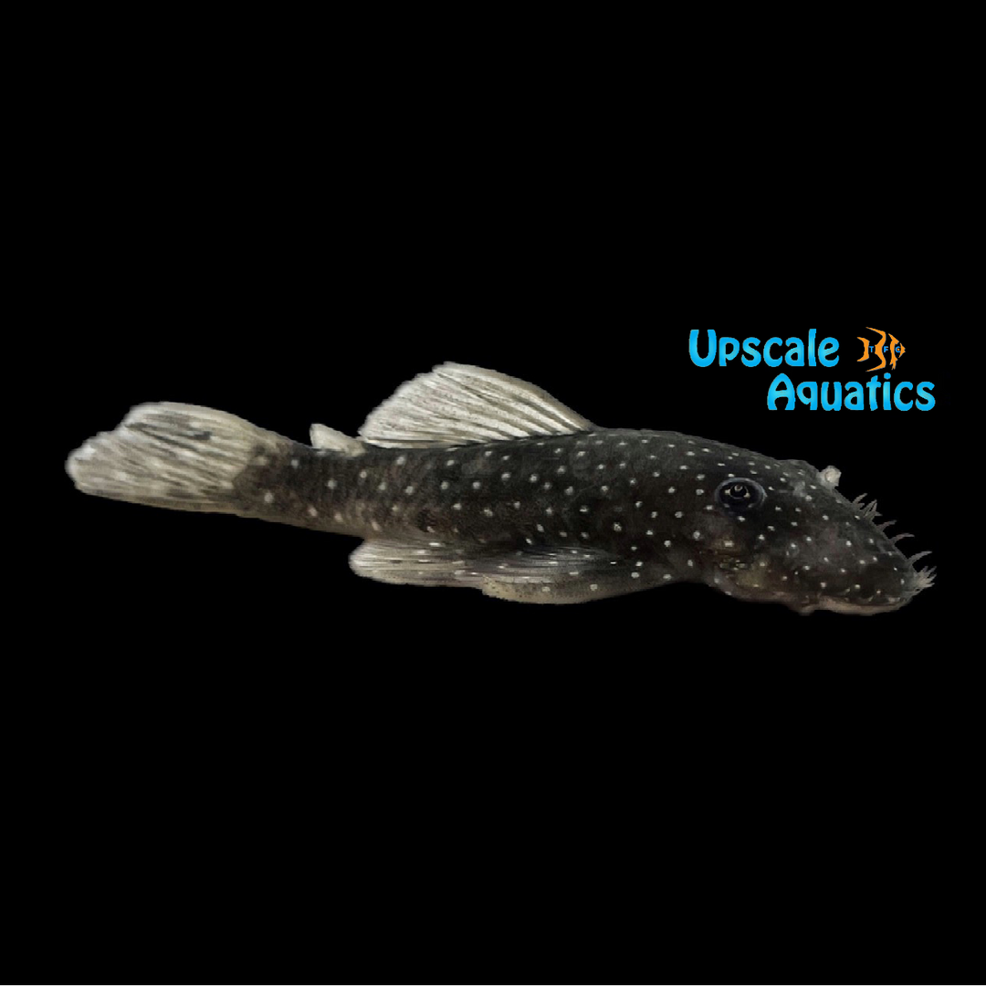 Eggspot Bristlenose Pleco L327 (Ancistrus sp. L327)