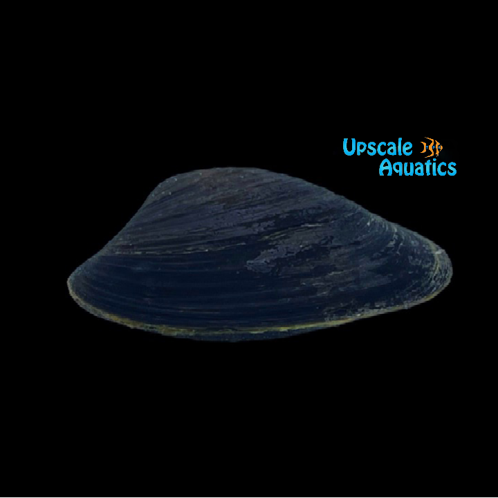 Black Freshwater Clam (Polymesoda sp.)