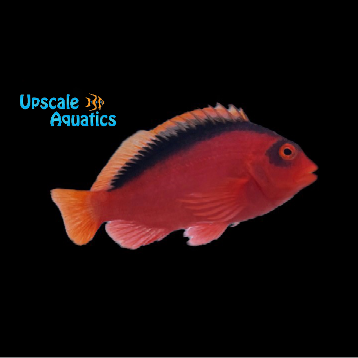 Flame Hawkfish (Neocirrhites armatus)