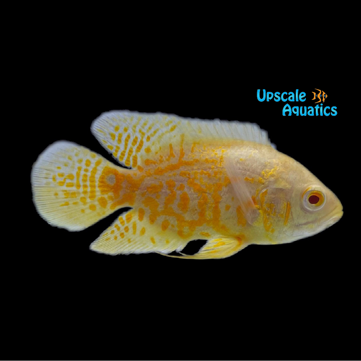 Albino Lemon Tiger Oscar (Astronotus ocellatus)