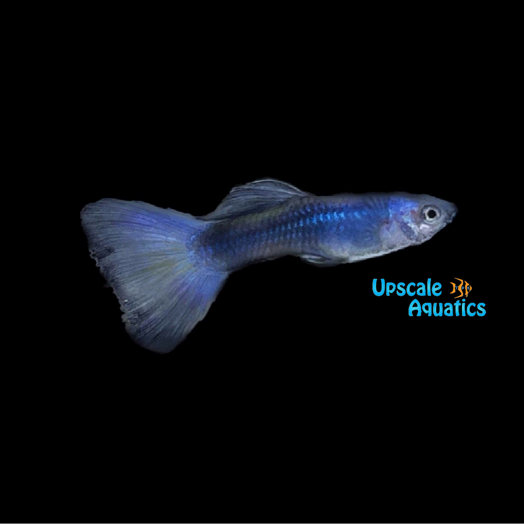 Blue Moscow Guppy (Poecilia reticulata)